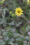 Wholeleaf rosinweed